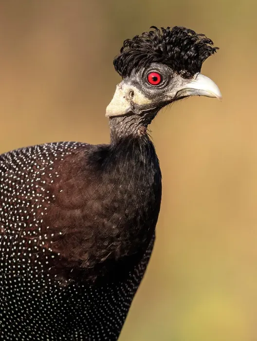 Framed Print : Guinea fowl, Zimanga Private Game Reserve, Natal, South Africa Framed Print : Guinea fowl, Zimanga Private Game Reserve, Natal, South Africa