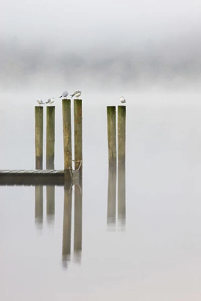 Gulls perch on wooden jetty posts on a misty morning at Derwent Water, Keswick, Lake