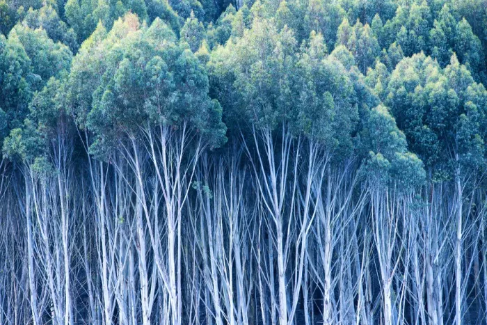 Framed Print : Gum Trees, New Zealand
