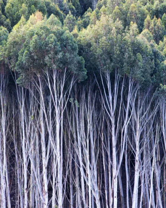 Framed Print : Gum Trees, New Zealand