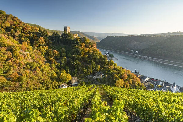 Gutenfels Castle with vineyards in the foreground, Kaub