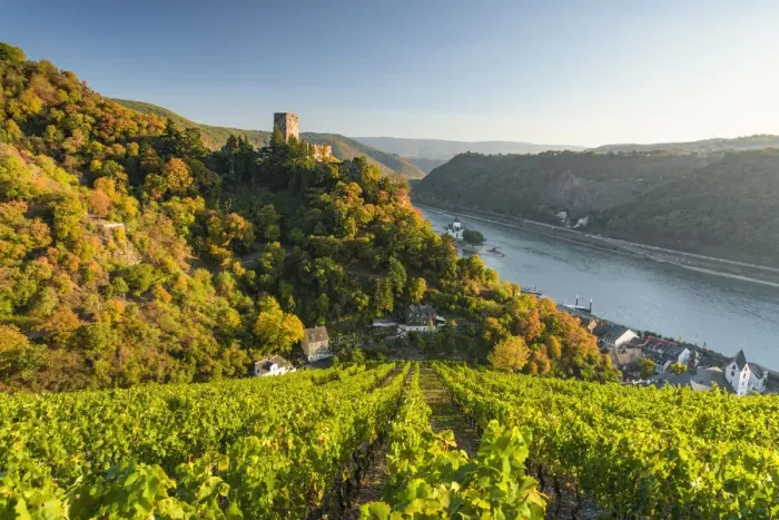 Framed Print : Gutenfels Castle with vineyards in the foreground, Kaub Framed Print : Gutenfels Castle with vineyards in the foreground, Kaub
