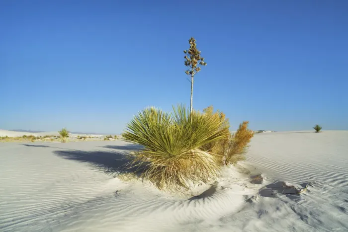 Framed Print : Gypsum desert White Sands with Yuccas - USA, New Mexico, Otero Framed Print : Gypsum desert White Sands with Yuccas - USA, New Mexico, Otero