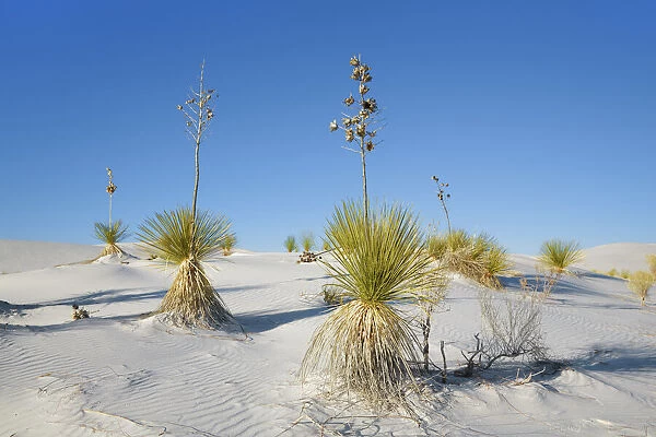 Gypsum desert White Sands with Yuccas - USA, New Mexico, Otero