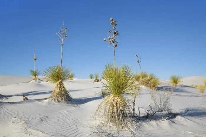 Framed Print : Gypsum desert White Sands with Yuccas - USA, New Mexico, Otero Framed Print : Gypsum desert White Sands with Yuccas - USA, New Mexico, Otero