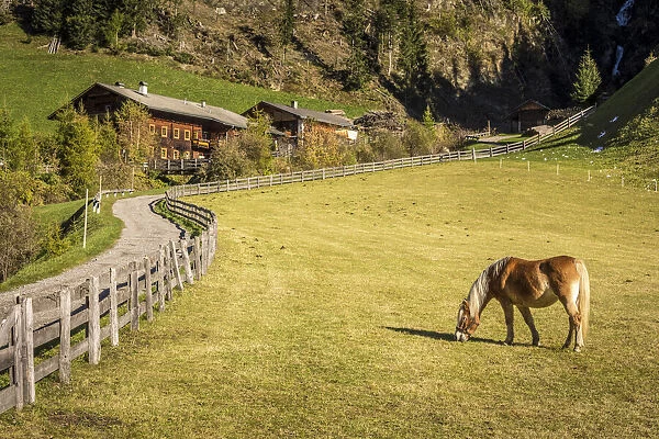 Haflinger horse and farm in Auservillgraten, Villgraten valley, East Tyrol, Austria