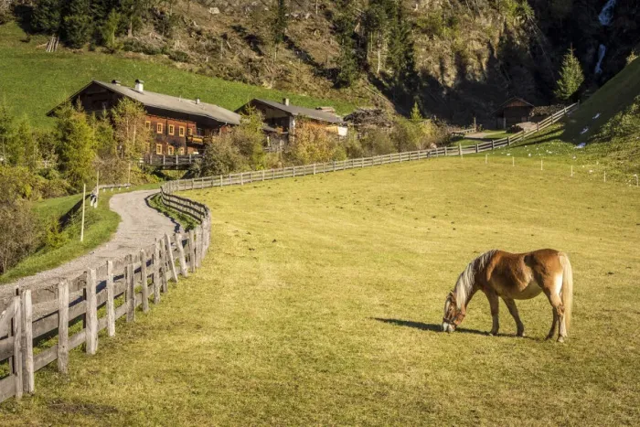 Framed Print : Haflinger horse and farm in Auservillgraten, Villgraten valley, East Tyrol, Austria