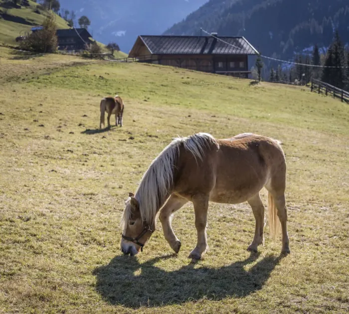 Framed Print : Haflinger horses on a pasture in Ausservillgraten, Villgratental, East Tyrol, Tyrol, Austria