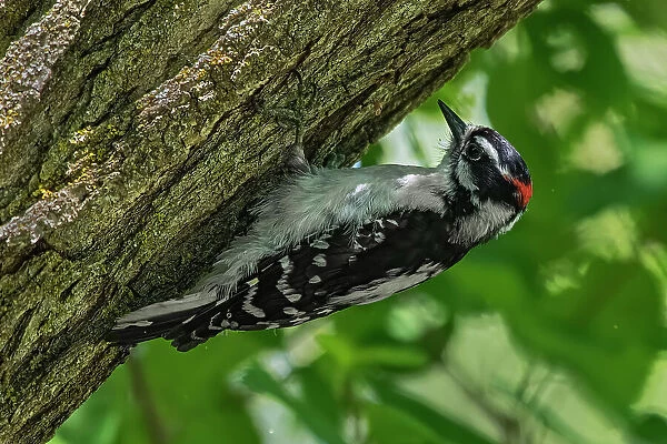 Hairy woodpecker (Leuconotopicus villosus) digging for insects on maple tree. Winnipeg, Manitoba, Canada