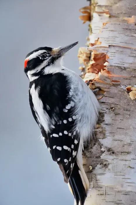 Framed Print : Hairy woodpecker (Picoides villosus) Male, Greater Sudbury, Ontario, Canada Framed Print : Hairy woodpecker (Picoides villosus) Male, Greater Sudbury, Ontario, Canada