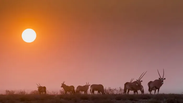 Framed Print : Next to Halali camp an herd of Orices grazes at sunset, Namibia Framed Print : Next to Halali camp an herd of Orices grazes at sunset, Namibia