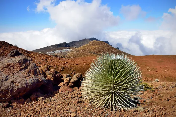 Framed Print : Haleakala National Park, Puu Ula Ula Overlook, Silver Sword Plant, , Maui Hawaii, USA