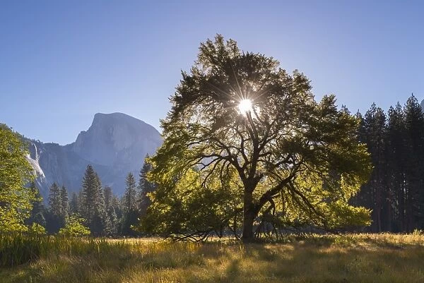 Half Dome and Elm tree in Cooks Meadow, Yosemite Valley, California, USA. Autumn