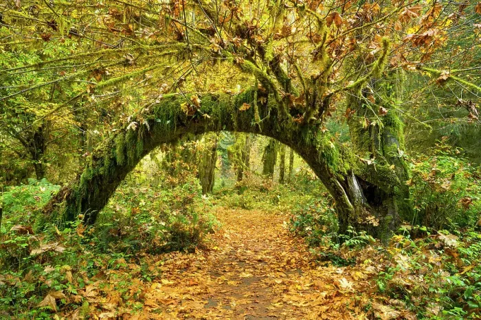 Framed Print : Hall of Mosses, Hoh Rain Forest, Olympic national Park, Washington State, USA