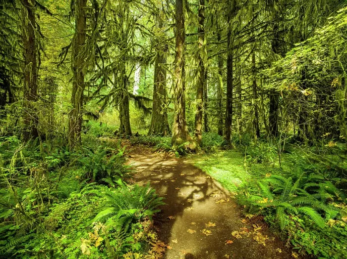 Framed Print : Hall of Mosses, Hoh Rain Forest, Olympic national Park, Washington State, USA Framed Print : Hall of Mosses, Hoh Rain Forest, Olympic national Park, Washington State, USA