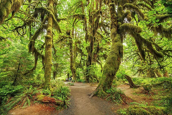 The Hall of Mosses, Hoh Rainforest, Olympic National Park, Washington, USA