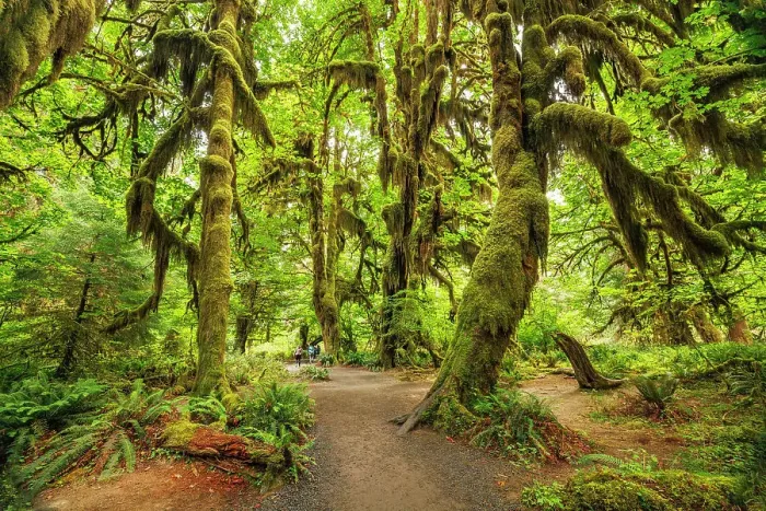 Framed Print : The Hall of Mosses, Hoh Rainforest, Olympic National Park, Washington, USA Framed Print : The Hall of Mosses, Hoh Rainforest, Olympic National Park, Washington, USA