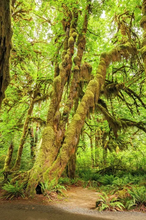 Framed Print : Hall of Mosses, Hoh Rainforest, Olympic National Park, Washington, USA Framed Print : Hall of Mosses, Hoh Rainforest, Olympic National Park, Washington, USA