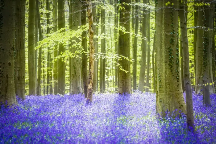 Framed Print : Hallerbos, beech forest in Belgium full of blue bell flowers Framed Print : Hallerbos, beech forest in Belgium full of blue bell flowers