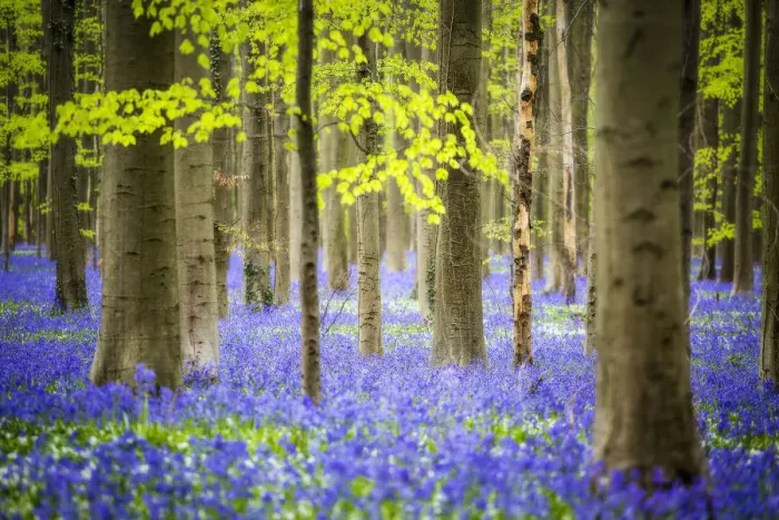 Framed Print : Hallerbos, beech forest in Belgium full of blue bell flowers Framed Print : Hallerbos, beech forest in Belgium full of blue bell flowers