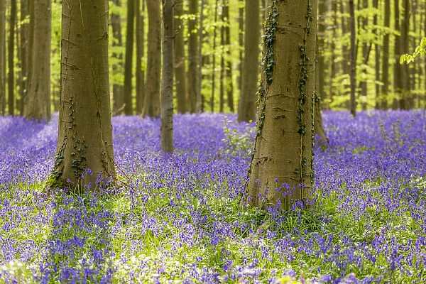 Hallerbos, beech forest in Belgium full of blue bells flowers