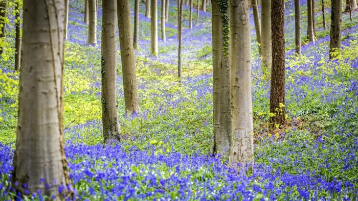 Framed Print : Hallerbos, beech forest in Belgium full of blue bells flowers Framed Print : Hallerbos, beech forest in Belgium full of blue bells flowers
