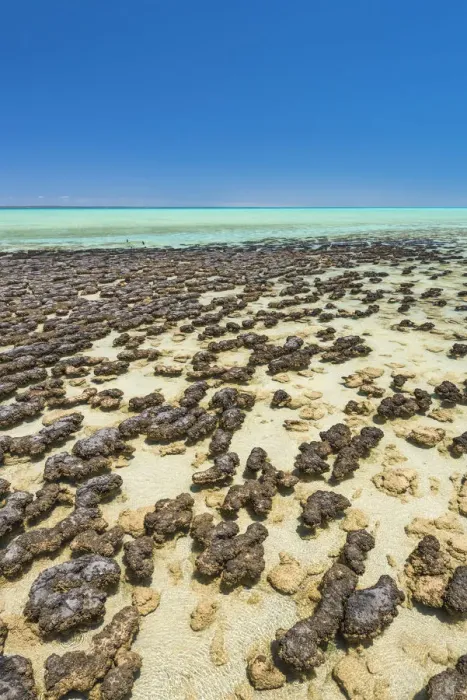 Framed Print : Hamelin Pool Marine Nature Reserve, Shark Bay, Gascoyne region, Western Australia Framed Print : Hamelin Pool Marine Nature Reserve, Shark Bay, Gascoyne region, Western Australia
