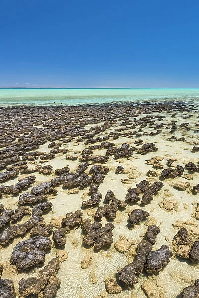 Hamelin Pool Marine Nature Reserve, Shark Bay, Gascoyne region, Western Australia