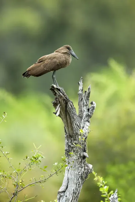 Framed Print : Hamerkop (Scopus umbretta) perched, Savuti, Chobe National Park, Botswana, Africa Framed Print : Hamerkop (Scopus umbretta) perched, Savuti, Chobe National Park, Botswana, Africa