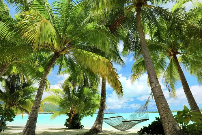 Framed Print : Hammock strung between palm trees overlooking the beach and sea, Bora Bora, Society Islands, Pacific Ocean, French Polynesia Framed Print : Hammock strung between palm trees overlooking the beach and sea, Bora Bora, Society Islands, Pacific Ocean, French Polynesia
