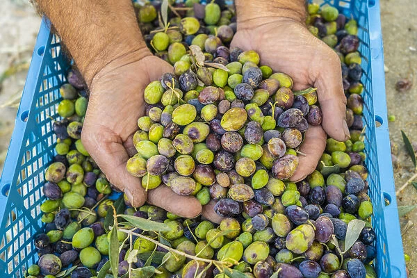 Hand picked Olives, Athienou, Cyprus
