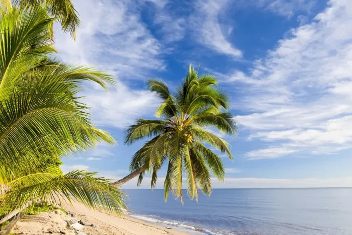 Framed Print : Hanging palm tree, Holloways Beach, nr Cairns, Queensland, Australia Framed Print : Hanging palm tree, Holloways Beach, nr Cairns, Queensland, Australia
