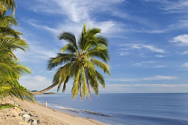 Hanging palm tree, Holloways Beach, nr Cairns, Queensland, Australia