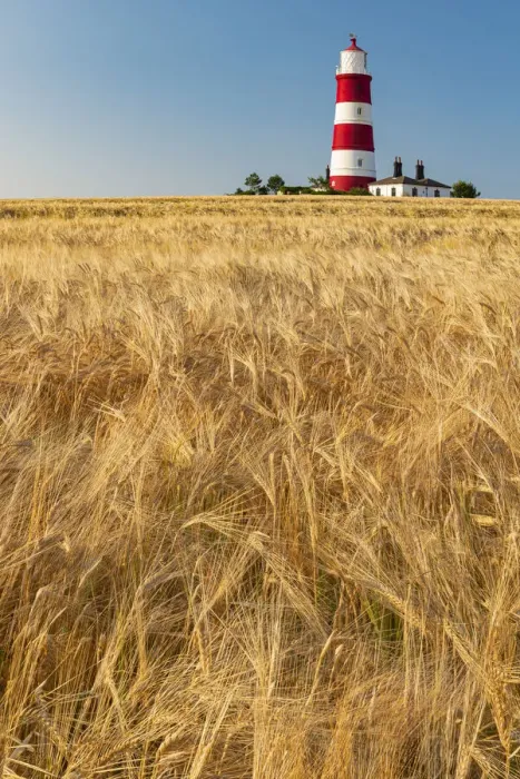 Framed Print : Happisburgh Lighthouse & Field of Wheat, Norfolk, England Framed Print : Happisburgh Lighthouse & Field of Wheat, Norfolk, England