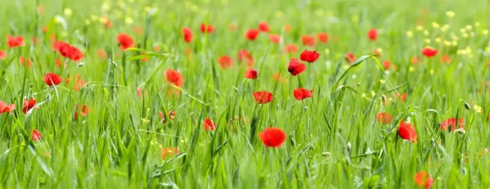 Framed Print : Happy poppies in Valle de Orcia, Tuscany, Italy Framed Print : Happy poppies in Valle de Orcia, Tuscany, Italy
