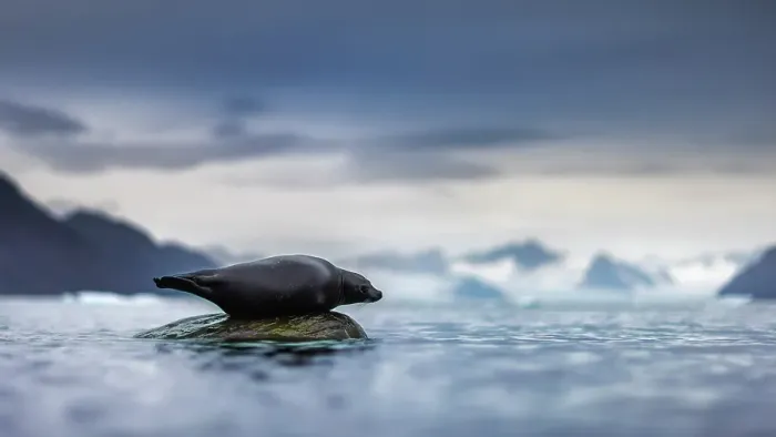 Framed Print : Harbor seal, Phoca vitulina, in Northern Spitsbergen, Svalbard, Norway Framed Print : Harbor seal, Phoca vitulina, in Northern Spitsbergen, Svalbard, Norway