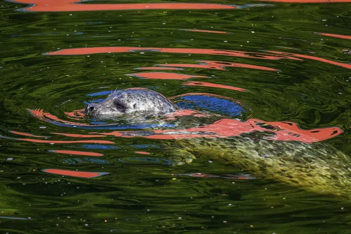 Framed Print : Harbour seal hunting salmon in Ketchikan Creek, Ketchikan, Alaska, USA Framed Print : Harbour seal hunting salmon in Ketchikan Creek, Ketchikan, Alaska, USA