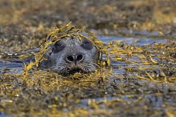 Harbour seal, Isle of Skye, Scotland