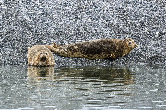 Framed Print : Harbour Seals, Inside Passage, Alaska, USA