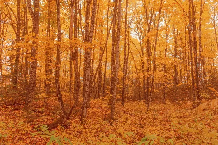 Framed Print : Hardwood forest in autumn, Aroostook, New Brunswick, Canada Framed Print : Hardwood forest in autumn, Aroostook, New Brunswick, Canada