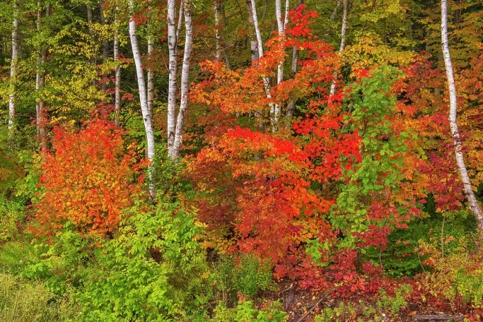 Framed Print : Hardwood forest in autumn on the Cabot Trail, Cape Breton, Morrison Brook, Nova Scotia, Canada Framed Print : Hardwood forest in autumn on the Cabot Trail, Cape Breton, Morrison Brook, Nova Scotia, Canada