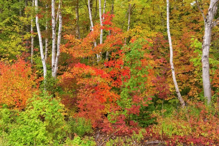 Framed Print : Hardwood forest in autumn on the Cabot Trail, Cape Breton, Morrison Brook, Nova Scotia, Canada Framed Print : Hardwood forest in autumn on the Cabot Trail, Cape Breton, Morrison Brook, Nova Scotia, Canada