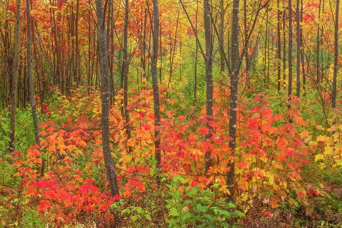 Framed Print : Hardwood forest in autumn New Canaan, New Brunswick, Canada Framed Print : Hardwood forest in autumn New Canaan, New Brunswick, Canada