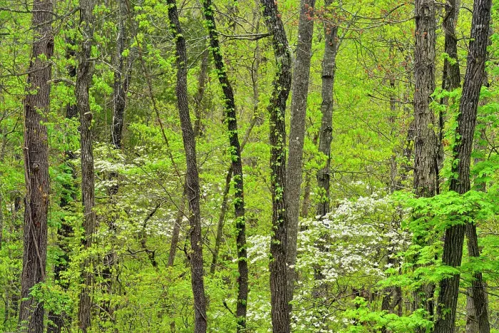 Framed Print : Hardwood forest with flowering dogwood, Buffalo National River, Arkansas, USA