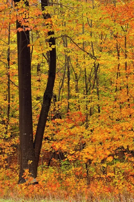 Framed Print : Hardwood forest in late autumn colour, Hulbert's Corner, Michigan, USA Framed Print : Hardwood forest in late autumn colour, Hulbert's Corner, Michigan, USA
