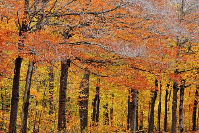 Framed Print : Hardwood forest in late autumn colour, Hulbert's Corner, Michigan, USA Framed Print : Hardwood forest in late autumn colour, Hulbert's Corner, Michigan, USA