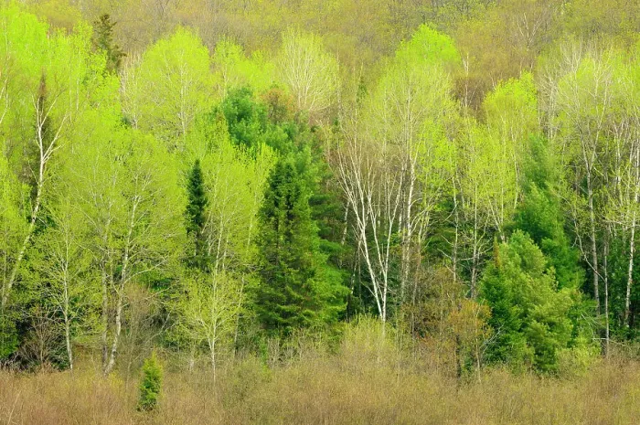 Framed Print : Hardwood forest in spring foliage Rosseau, Ontario, Canada Framed Print : Hardwood forest in spring foliage Rosseau, Ontario, Canada