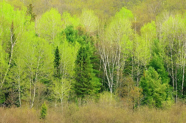 Hardwood forest in spring foliage Rosseau, Ontario, Canada