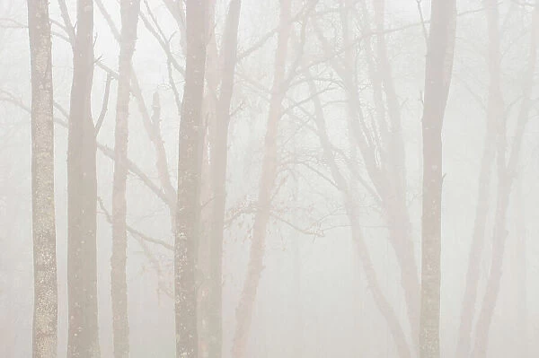 Hardwood trees in heavy fog Lake Superior Provincial Park, Ontario, Canada