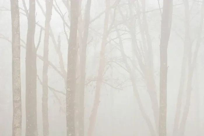 Framed Print : Hardwood trees in heavy fog Lake Superior Provincial Park, Ontario, Canada Framed Print : Hardwood trees in heavy fog Lake Superior Provincial Park, Ontario, Canada